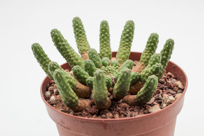 Euphorbia inermis large