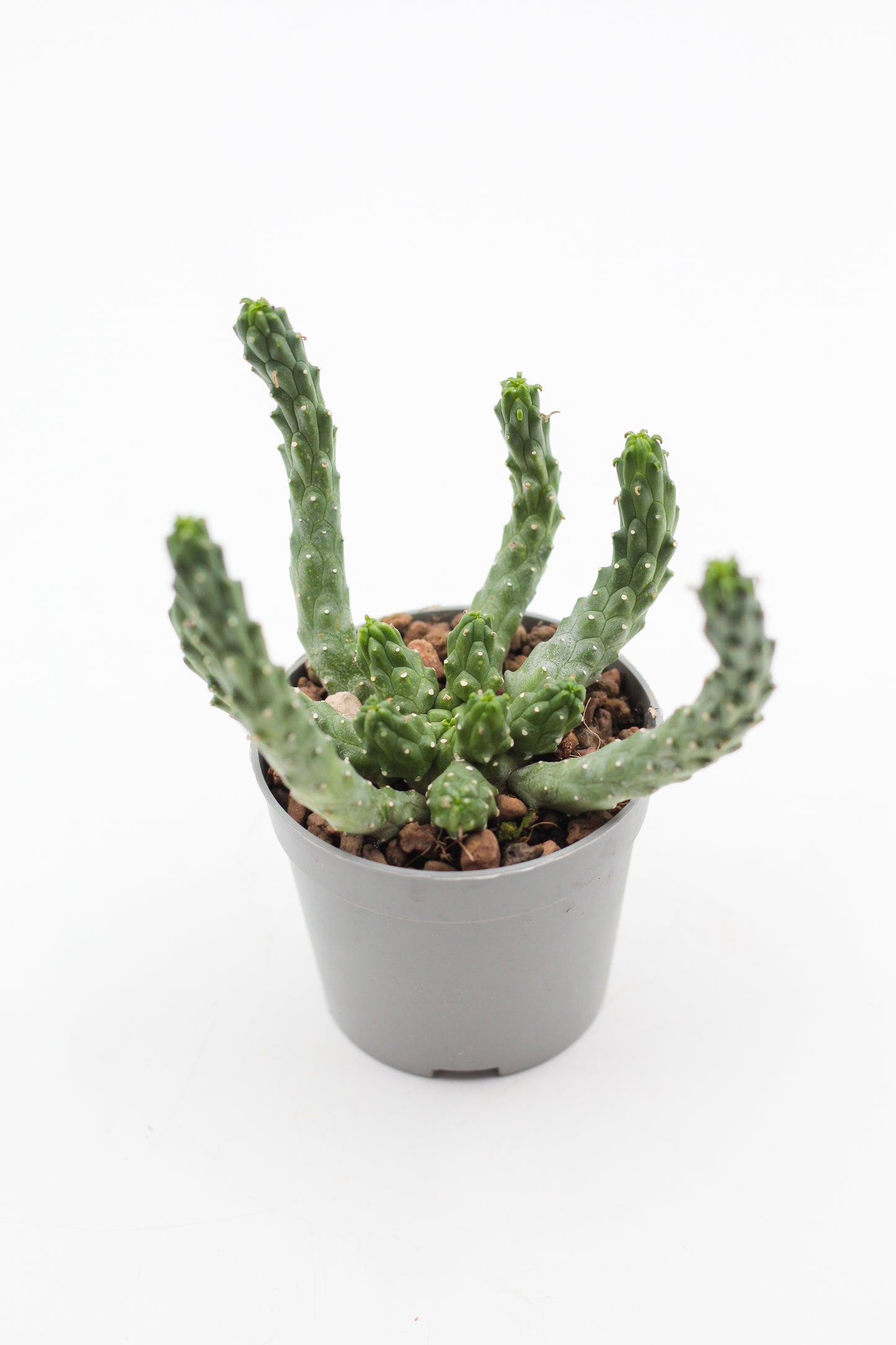 Euphorbia inermis large