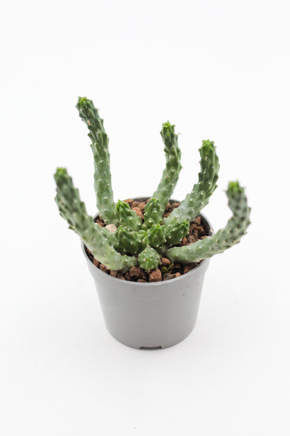 Euphorbia inermis large