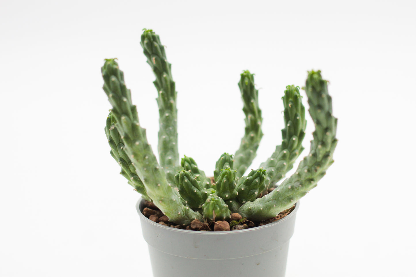 Euphorbia inermis large
