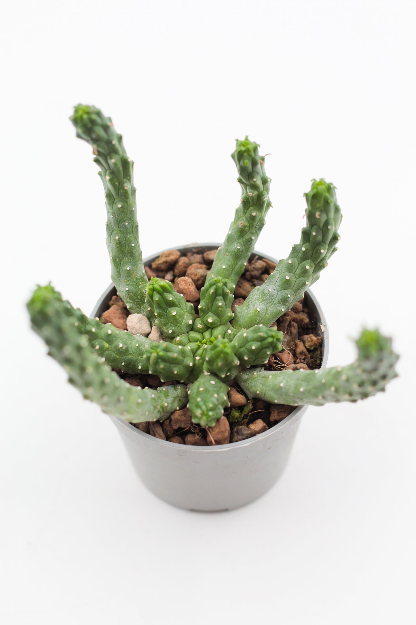 Euphorbia inermis large