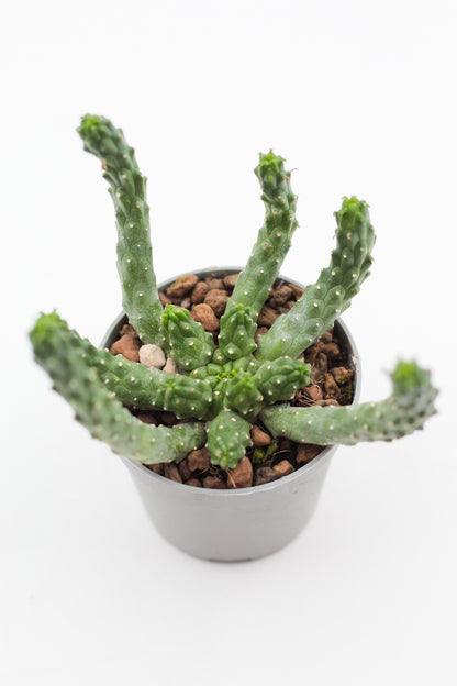 Euphorbia inermis large