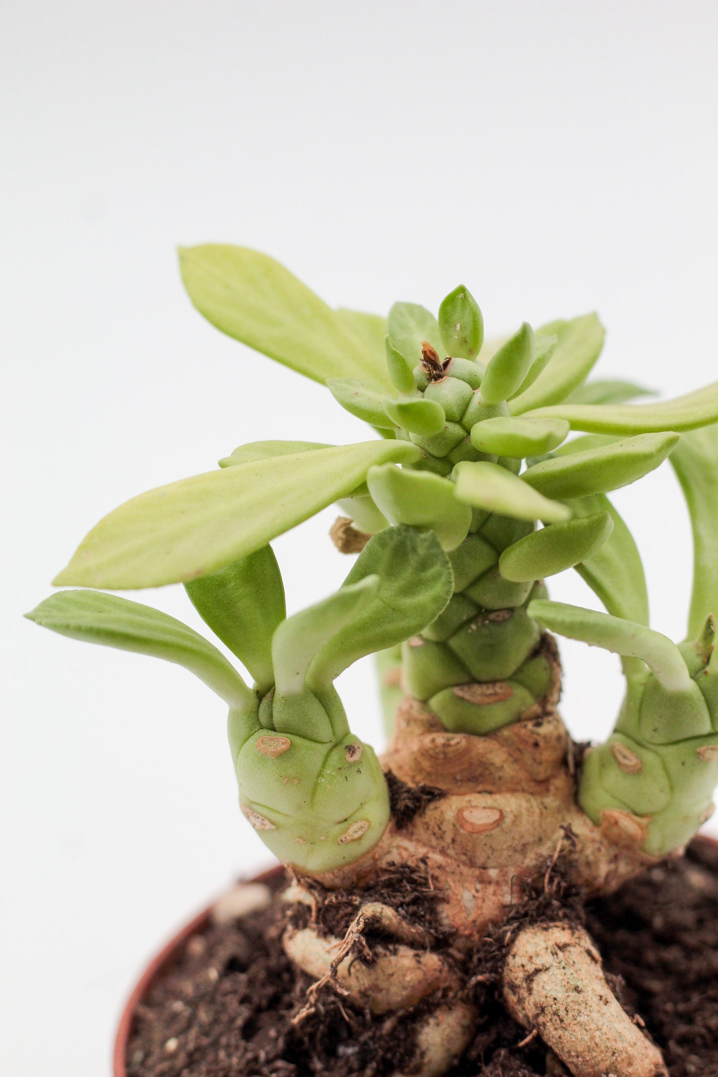 Euphorbia lugardiae caudex