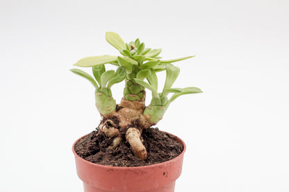 Euphorbia lugardiae caudex