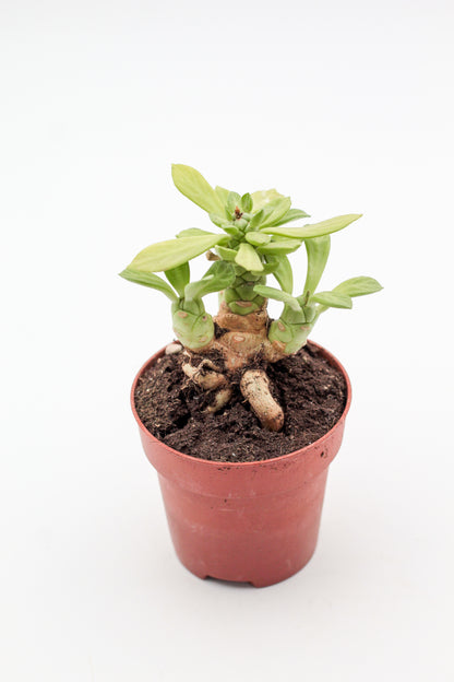 Euphorbia lugardiae caudex