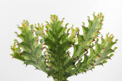 Euphorbia mayurnathanii variagata