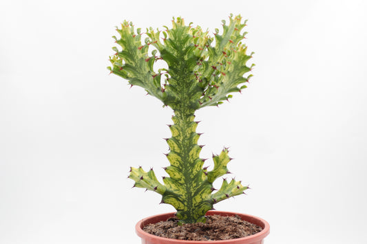 Euphorbia mayurnathanii variagata