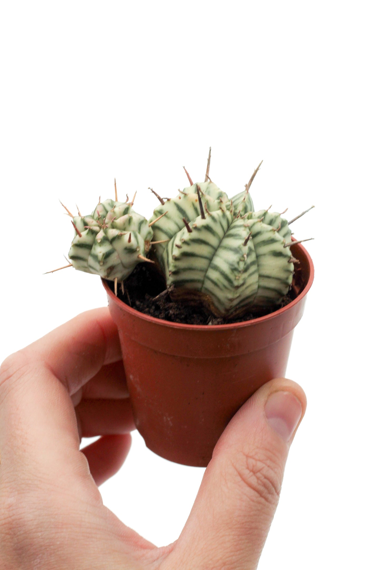 Euphorbia meloformis "budgetprikker special"