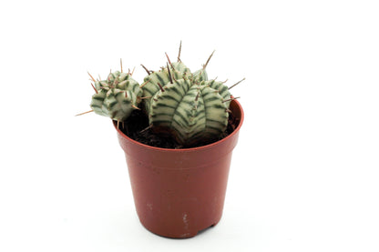 Euphorbia meloformis "budgetprikker special"