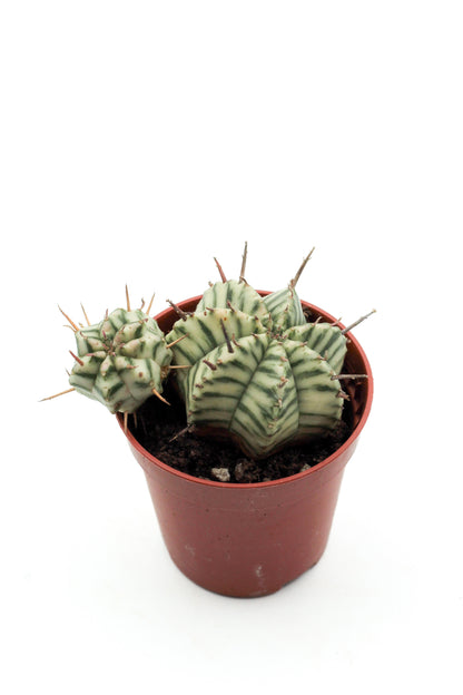 Euphorbia meloformis "budgetprikker special"