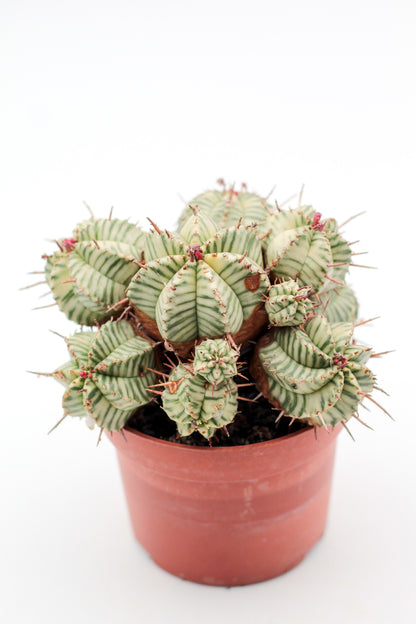 Euphorbia meloformis variegata (oude planten)