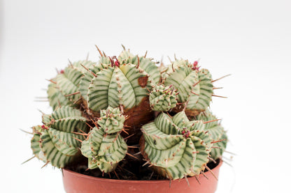 Euphorbia meloformis variegata (oude planten)