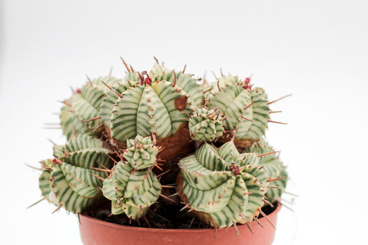 Euphorbia meloformis variegata (oude planten)