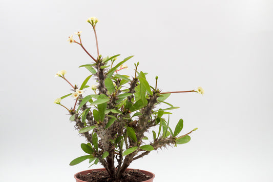 Euphorbia milii wit 'Christusdoorn'