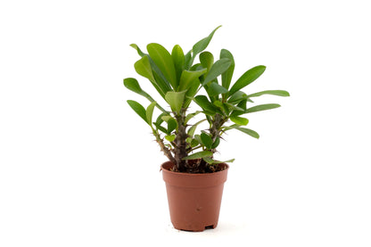 Euphorbia milii mini
