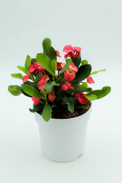 Euphorbia milii rood 'Vulcanus'