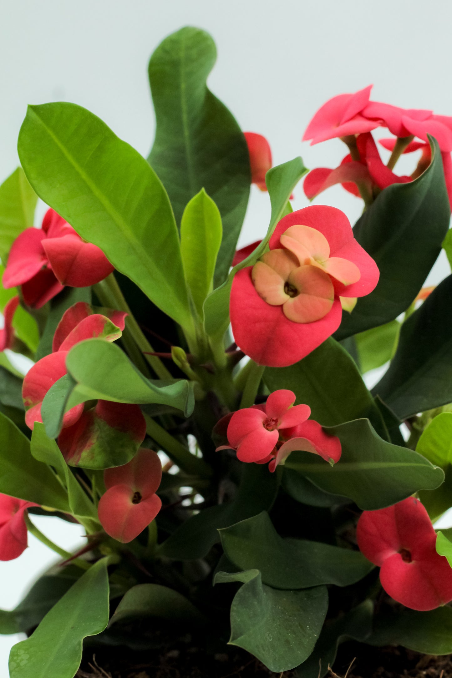 Euphorbia milii rood 'Vulcanus'