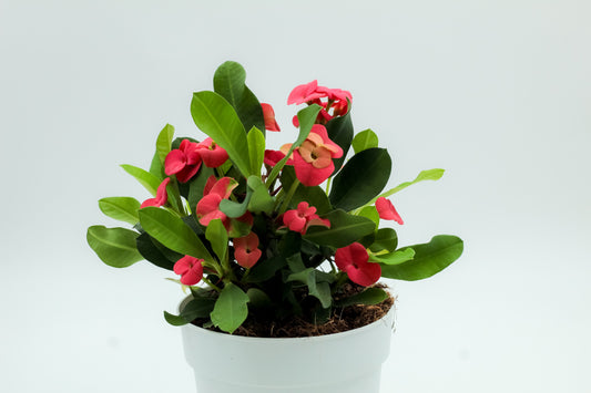 Euphorbia milii rood 'Vulcanus'