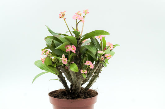 Euphorbia milii roze 'Christusdoorn'