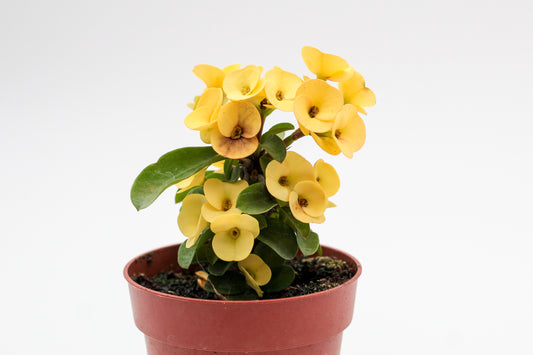 Euphorbia milii 'Christusdoorn' Kies je kleur