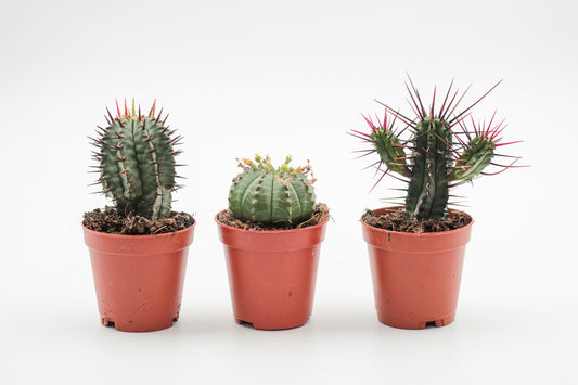 Euphorbia mix 3 stuks 5,5cm kweekpot