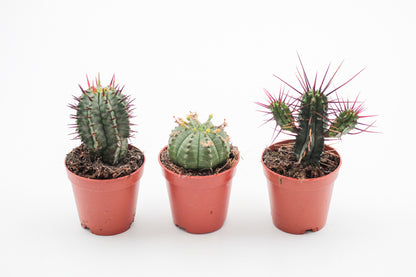Euphorbia mix 3 pieces 5.5cm growing pot