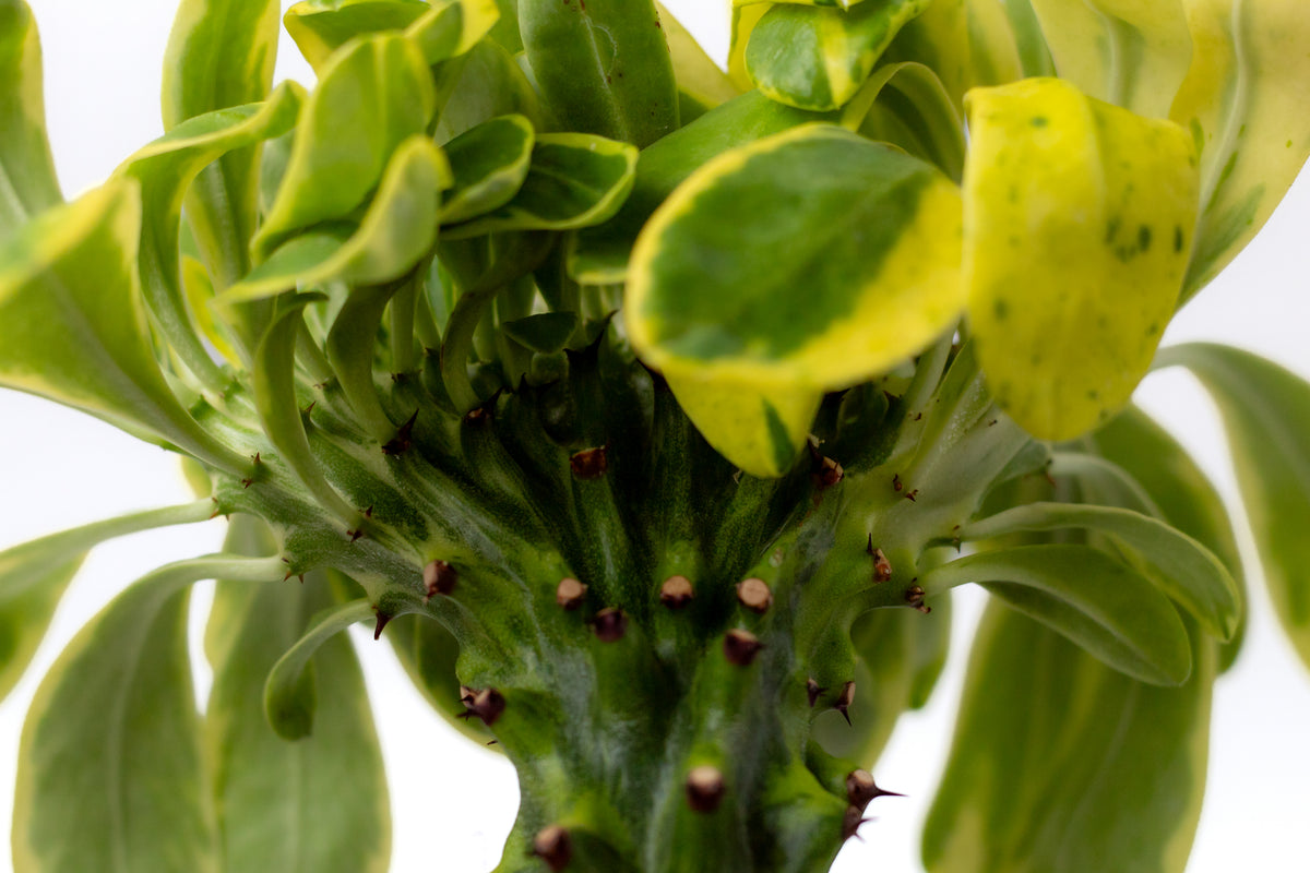 Euphorbia neriifolia variegata