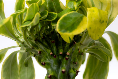 Euphorbia neriifolia variegata