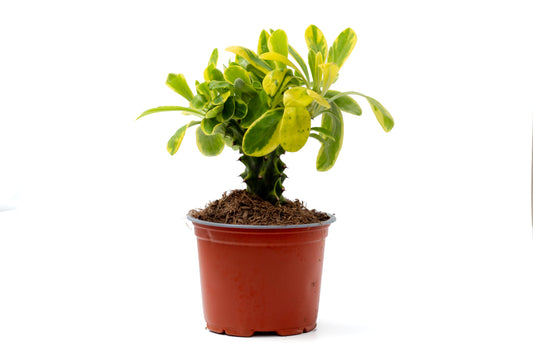 Euphorbia neriifolia variegata