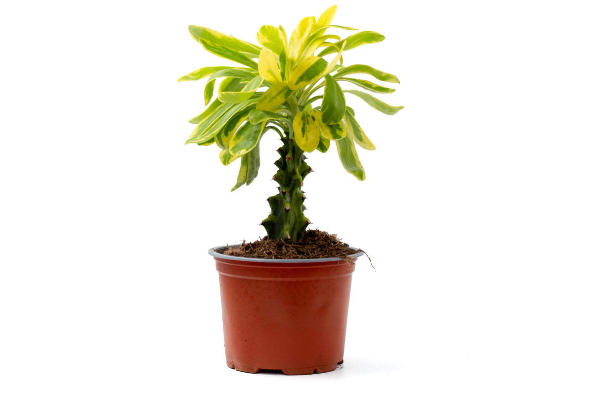 Euphorbia neriifolia variegata