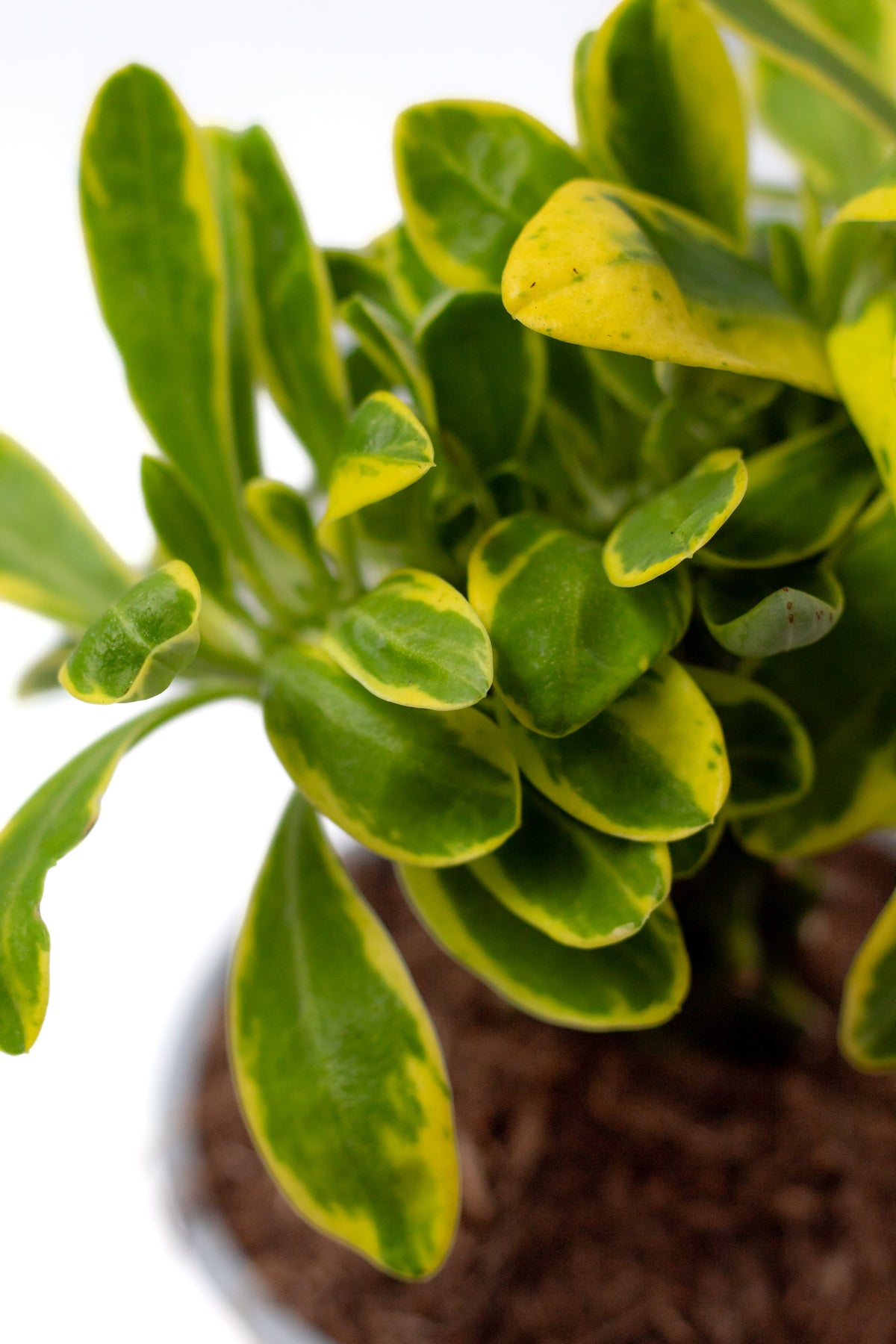 Euphorbia neriifolia variegata