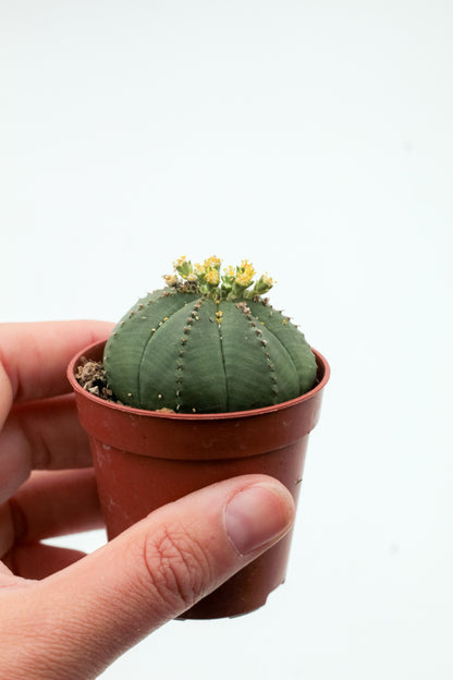 Euphorbia obesa