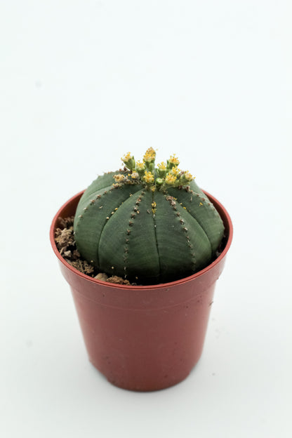 Euphorbia obesa