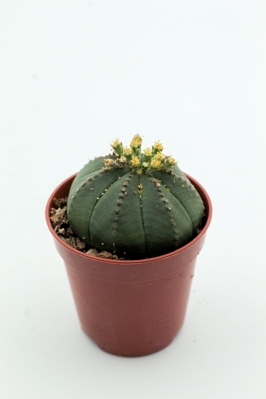 Euphorbia obesa