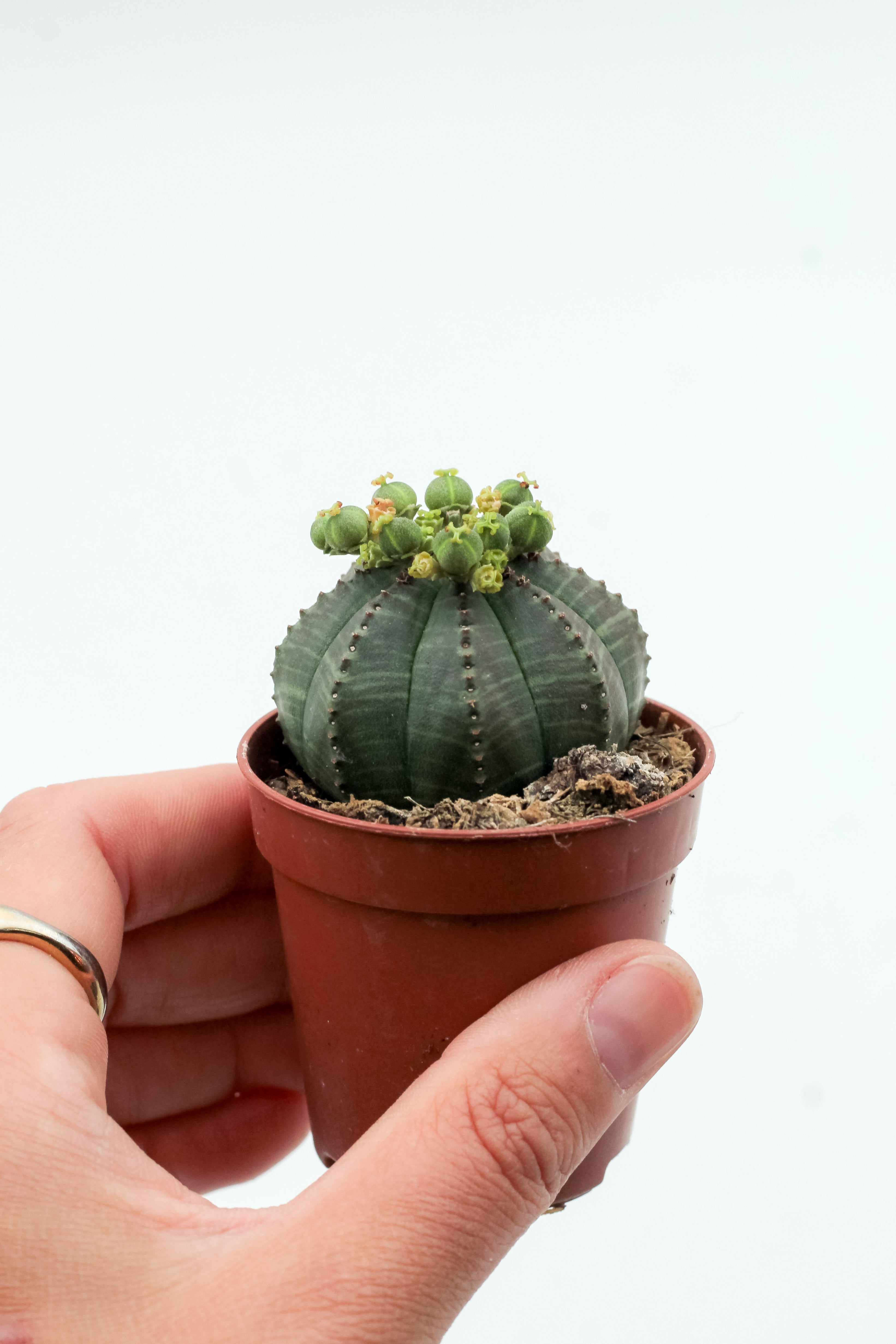 Euphorbia obesa – ikhebeencactus