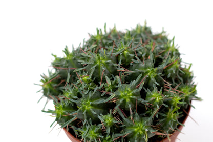 Euphorbia pillansii