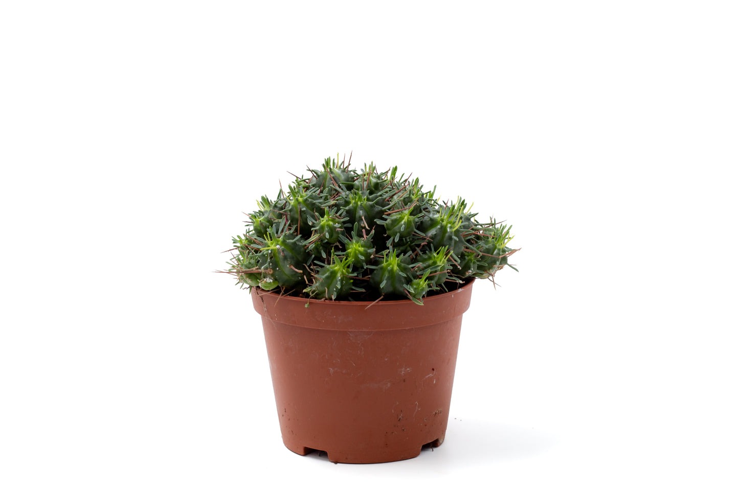 Euphorbia pillansii