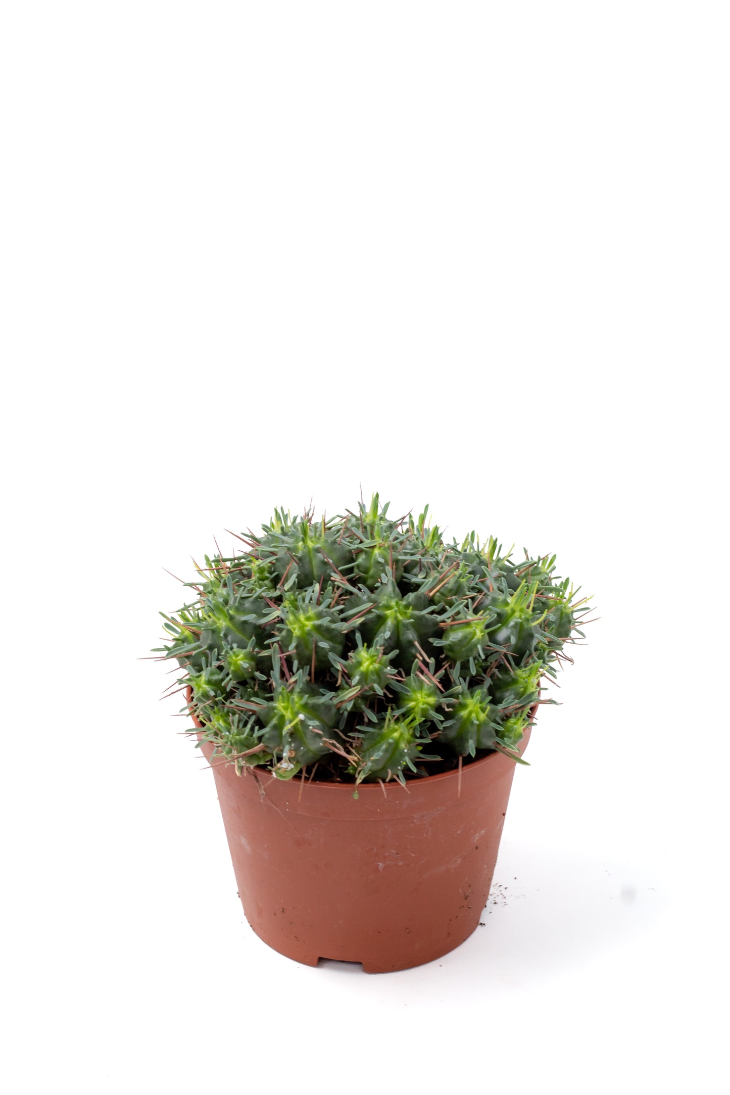 Euphorbia pillansii