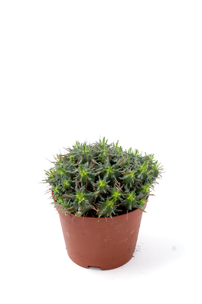 Euphorbia pillansii