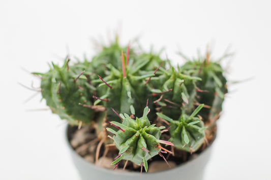 Euphorbia pillansii