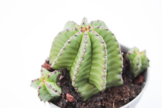 Euphorbia polygona var. anoplia