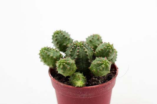 Euphorbia pseudoglobosa