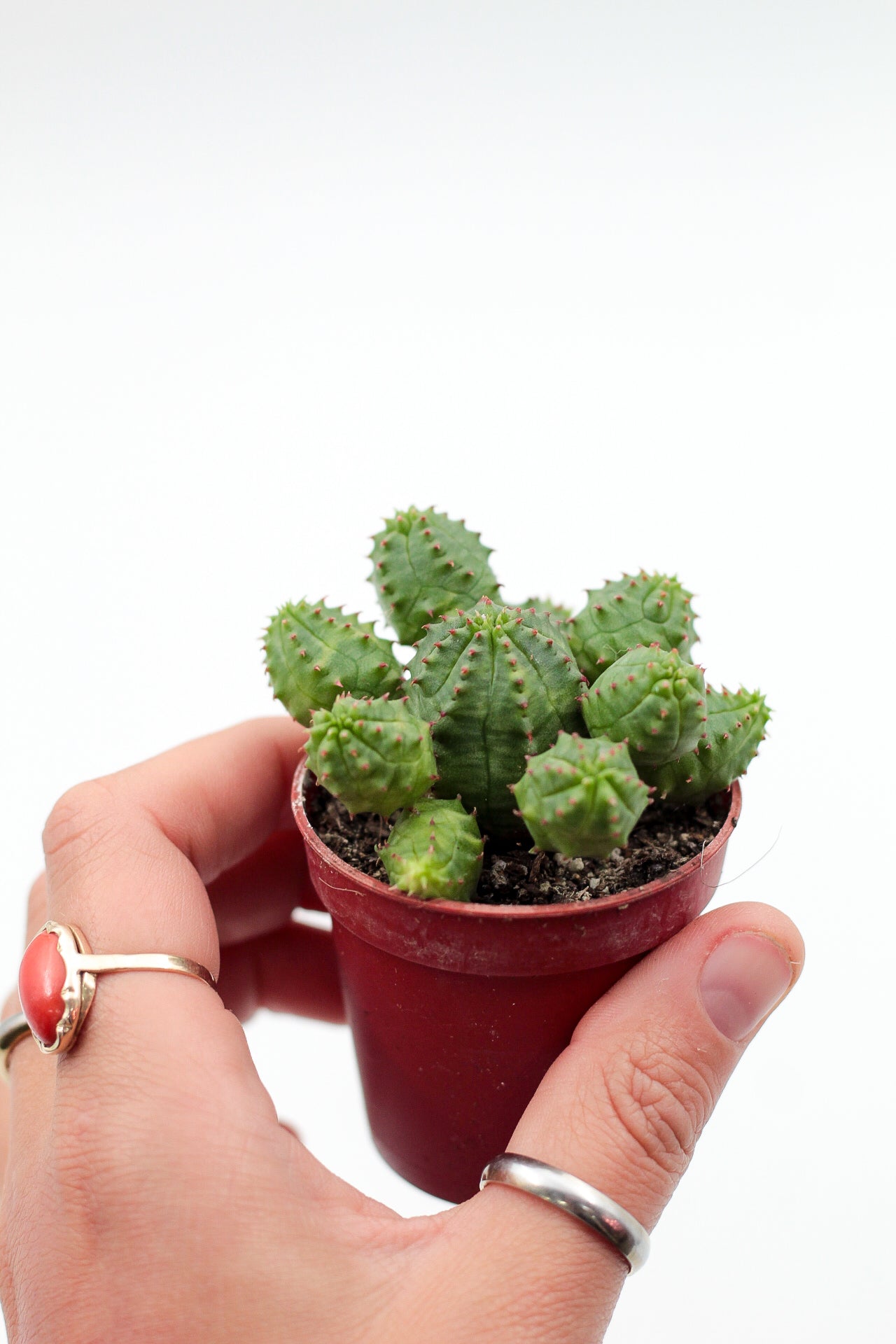 Euphorbia pseudoglobosa
