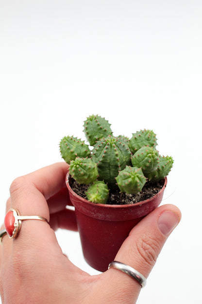 Euphorbia pseudoglobosa