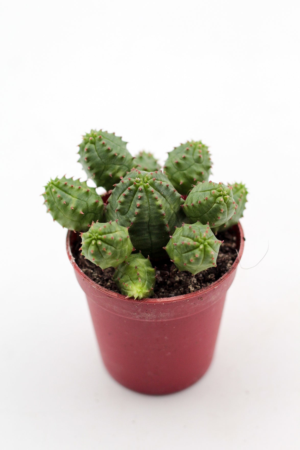 Euphorbia pseudoglobosa