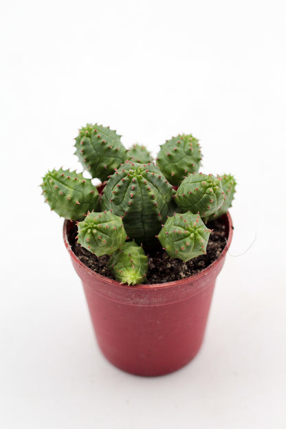 Euphorbia pseudoglobosa