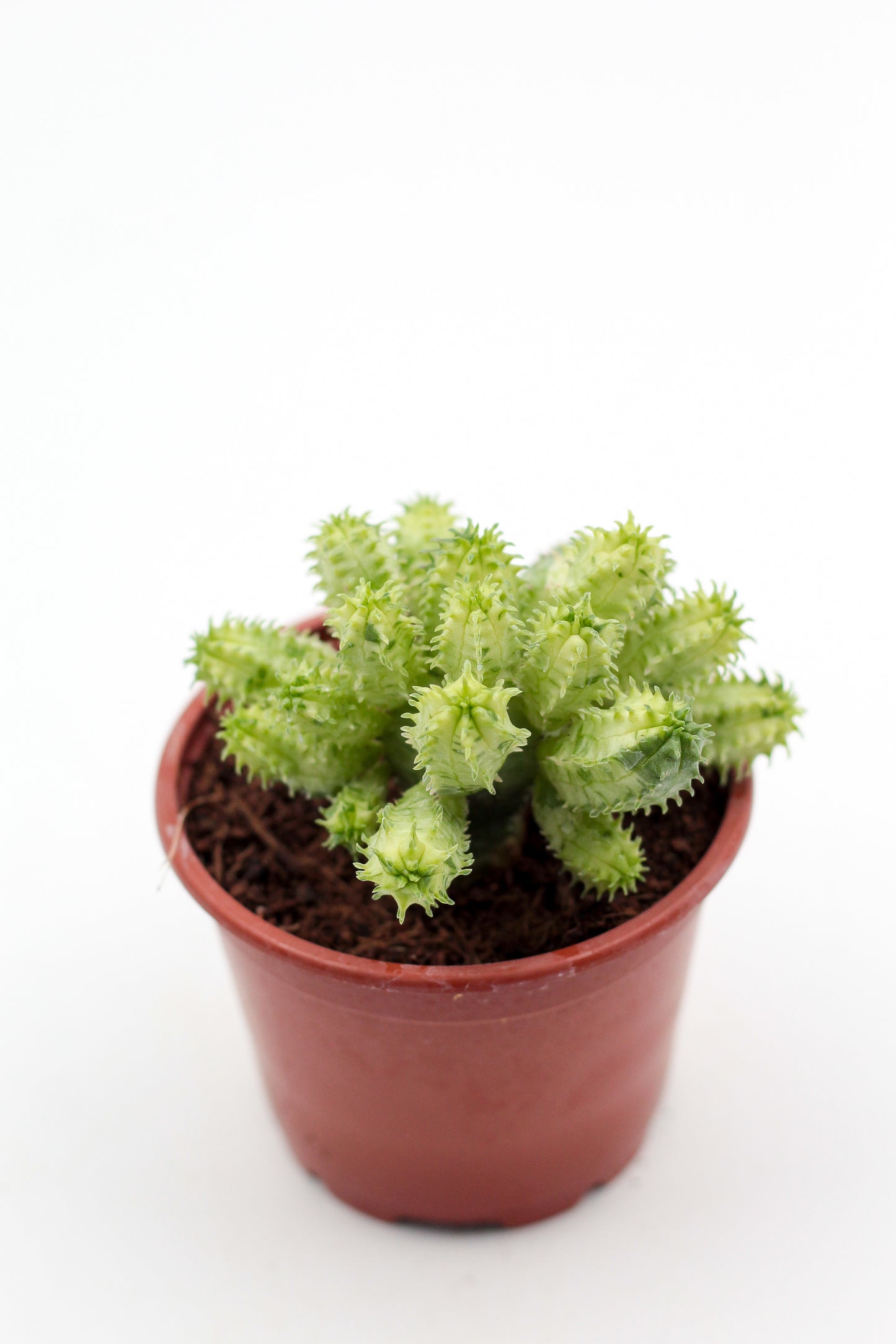 Euphorbia pseudoglobosa variegata