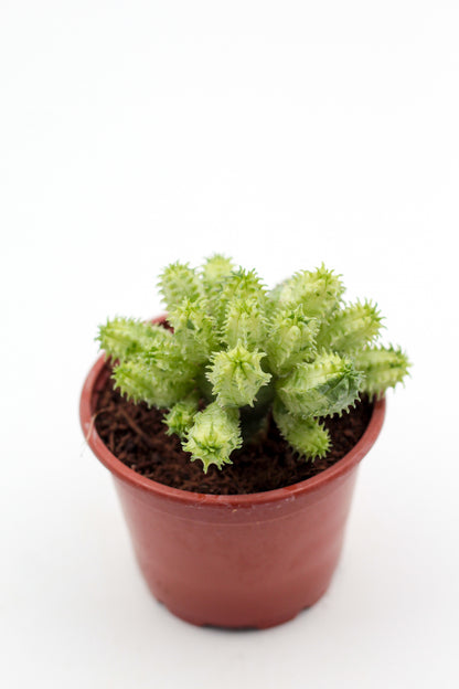 Euphorbia pseudoglobosa variegata