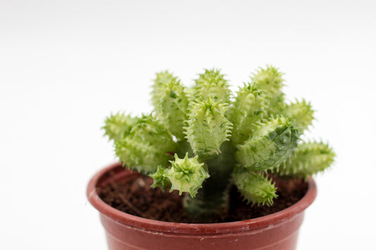 Euphorbia pseudoglobosa variegata