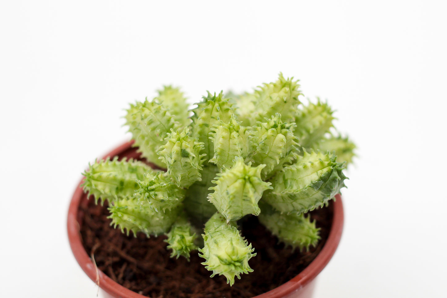 Euphorbia pseudoglobosa variegata